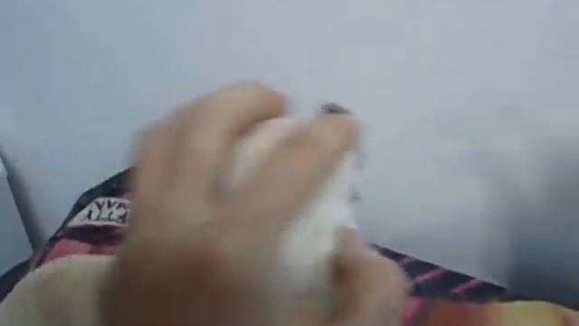 Жесть !!! Кефиру Чихуахуа первый раз в жизни чистят - Dog Chihuahua brush my teeth. Fun with dogs смотреть онлайн