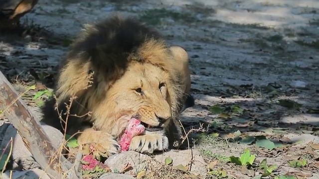 Каміль Сен-Санс "Лев" смотреть онлайн