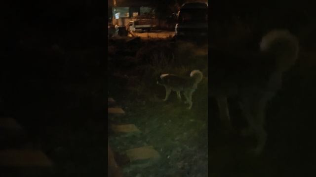 Тбилиси ?? Грузия Чарли? уже на месте обитания?Не вернулся в Приют?Захотел жить там где жил раньше смотреть онлайн