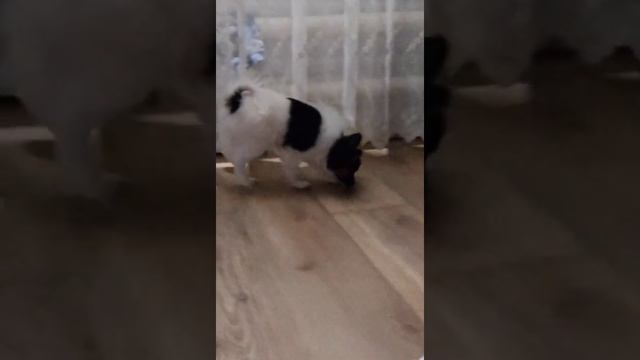 Папийон, купитьщенка, хочусобаку, смотреть онлайн