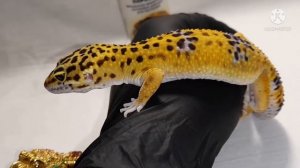 Линька пятнистых эублефаров. Содержание эублефара. Что делать если эублефар плохо полинял?