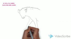 How to Draw a Hyena / Как нарисовать гиену