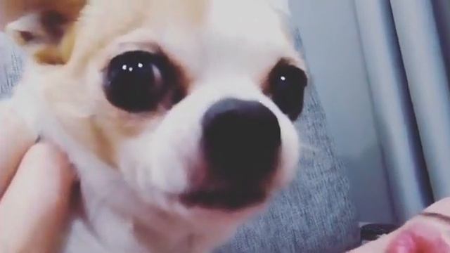 Злой масик ловит воздух смотреть онлайн