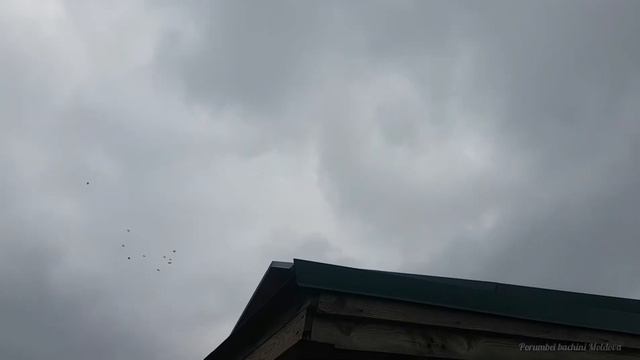 бакинские голуби показывают хорошую игру смотреть онлайн