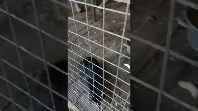 Ты не любишь бананы? И я не люблю бананы? смотреть онлайн