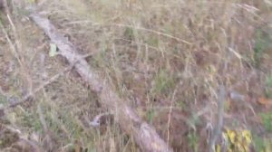 Счастье грибника