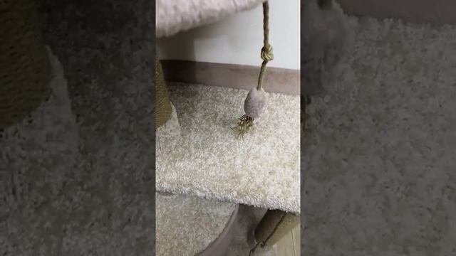 Когтеточка 120 см +домик 45см производство ЛяМур смотреть онлайн