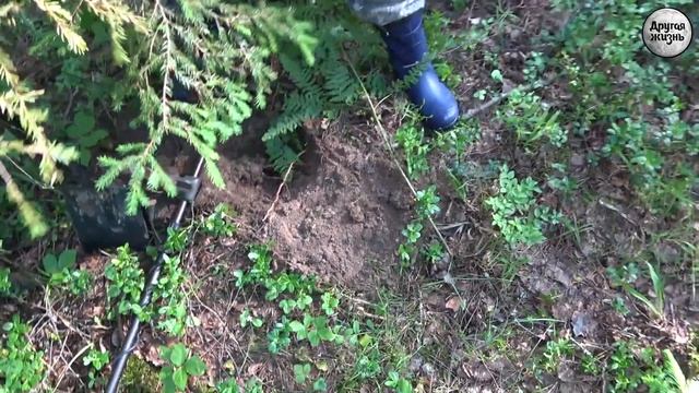 Энергия леса! Находки, чистый лесной воздух! смотреть онлайн