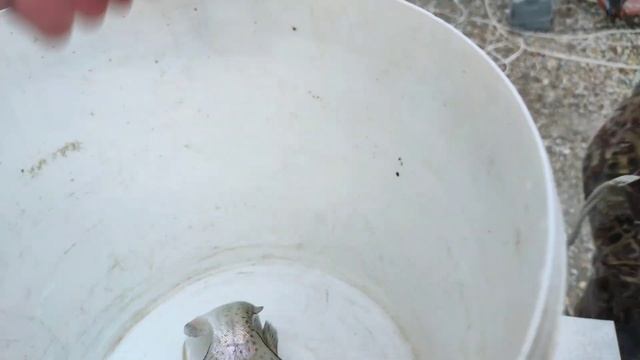 Осётр и форель в самодельном бассейне ! смотреть онлайн