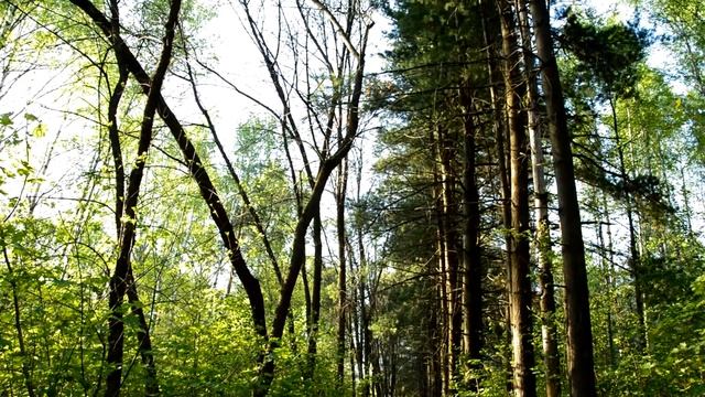 Релакс, медитация, красивое видео смотреть онлайн