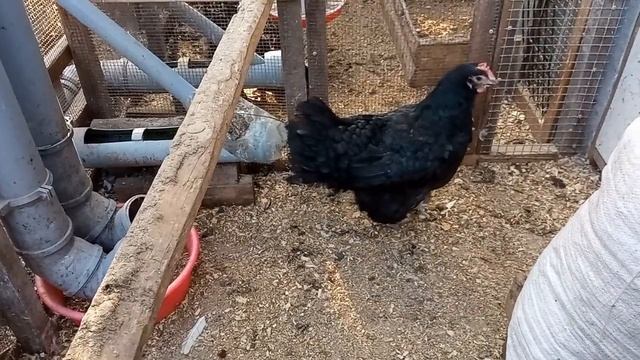 Когда брудер лучше квочки. О нюансах выведения цыплят под курицей.Или почему курица клюёт цыплят? смотреть онлайн