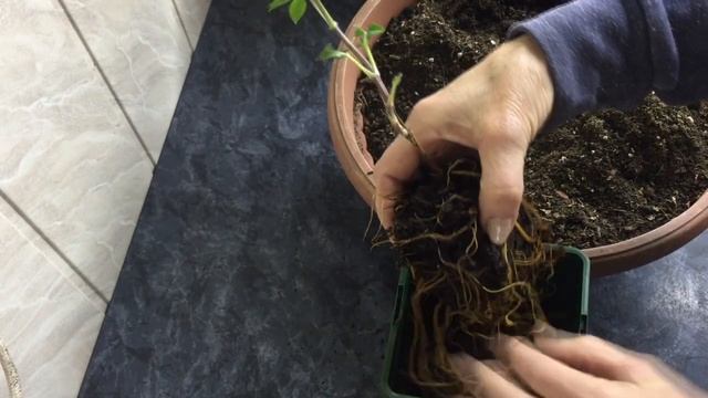 Если купили клематис в горшочке р9 смотреть онлайн