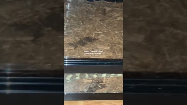 Coastal Carpet Python Out Hunting #carpetpython #python смотреть онлайн