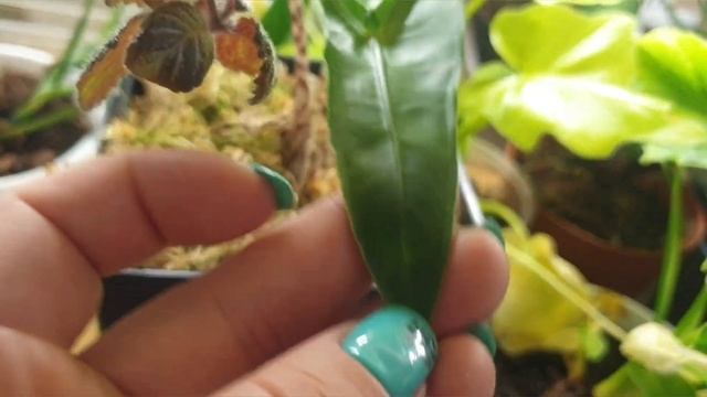 Бегонии ? Балкон ? Влог, цветочные будни ? 14.06.2022 смотреть онлайн