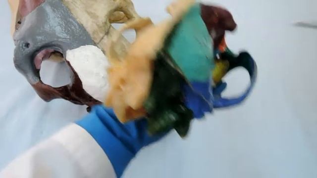 Видеозанятие 5 "Кости черепа" смотреть онлайн