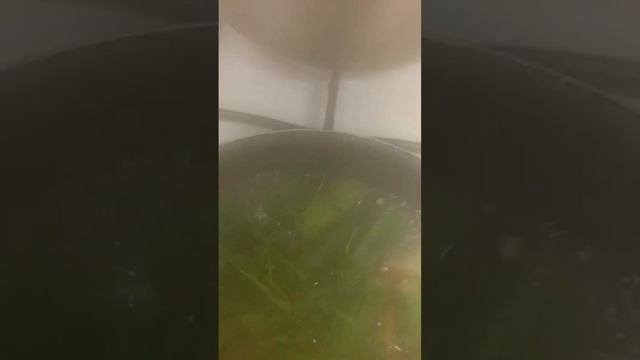 ????Healthy Vegetarian Eating My Okro/Okra Cook Up #healthylife #vegetables