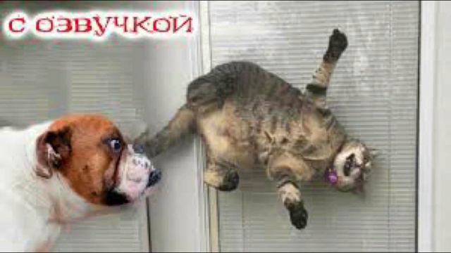 До конца 😂😂😂😂.Смеялся 3 часа .2 часть. смотреть онлайн