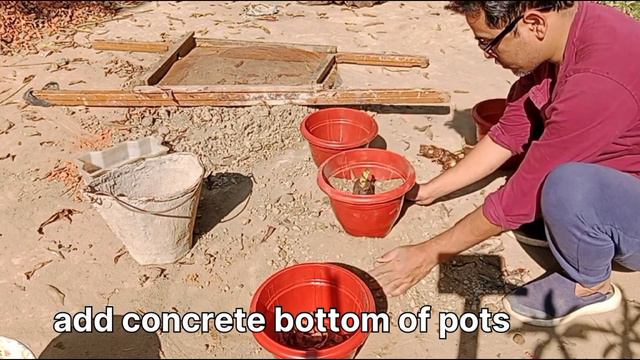 Growing Gorgeous Amaryllis Lily #viral #videos #youtube смотреть онлайн