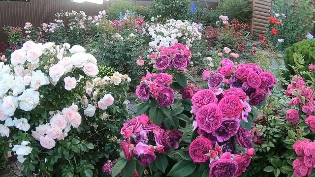 Розы группы шраб. Purple Lodge (Перпл Лодж) смотреть онлайн