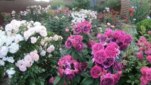 Розы группы шраб. Purple Lodge (Перпл Лодж)