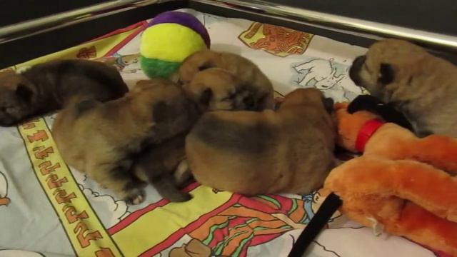 Shikoku Ken : Taishumme puppies O Chanur 01/10/2015 смотреть онлайн
