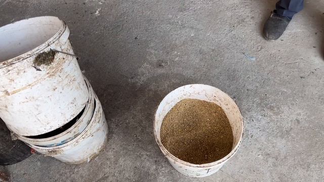 8 YILLIK TAJRIBA 550$ OYIGA FOYDA QORA TOVUQ BOQISH BIZNESI