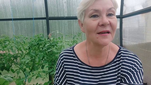 Решаем проблемы с томатами и я и Светлана с канала У Светланы Лодисад, обработка помидоров маг боро смотреть онлайн