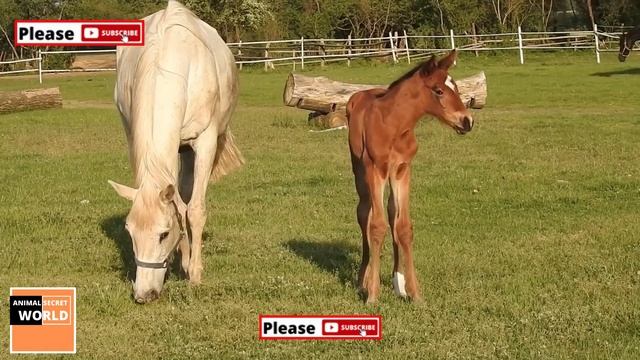 Stages Of Pregnancy In Horses | Quality Horse Mare Pregnancy