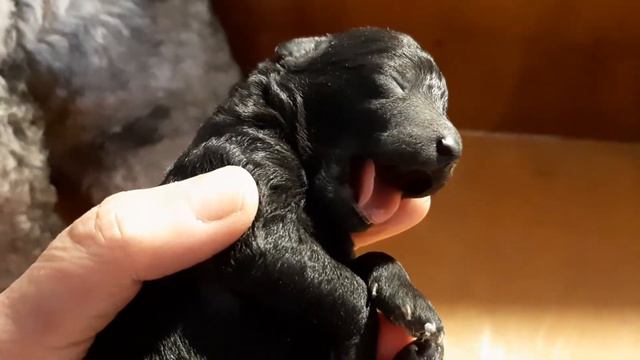 Щенки той пудель серебристый, 4 день. смотреть онлайн