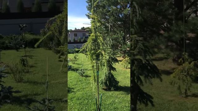 Хвойные растения с названиями на доращивании и уже высаженные в сад Надежды смотреть онлайн