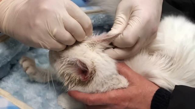 Признание в любви ресниц