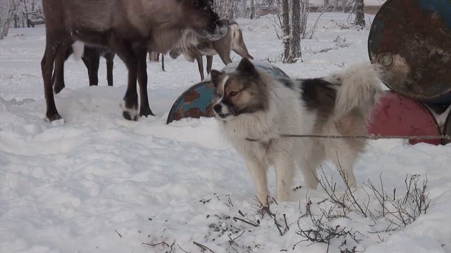 Жизнь Хаски В Счастливой Упряжке. Как Говорит Хаски. Как Лает Собака/Голос Собаки/Звук Собаки смотреть онлайн