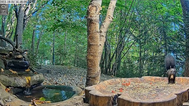 Очень шустрые белки на ужине#Польша смотреть онлайн