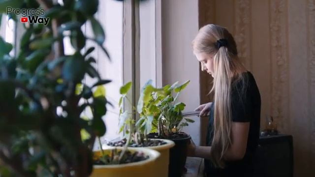 У Декабриста Вялые Мягкие Листья! Что Делать и Основные Причины! смотреть онлайн