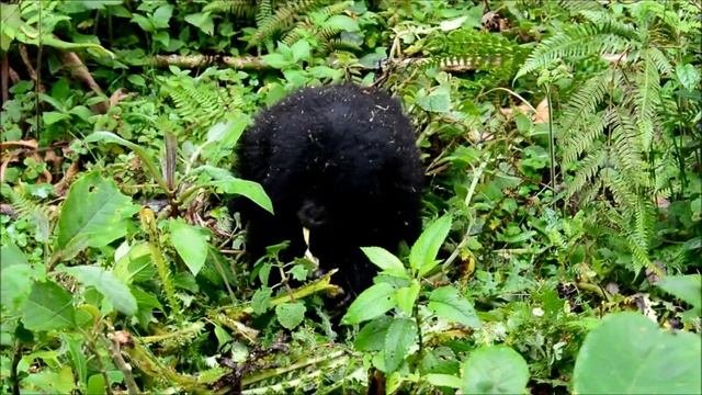 Silverback and baby Mountain Gorillas of the Titus group - Volcanoes NP, Rwanda смотреть онлайн