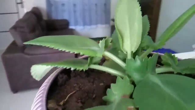 A VERDADE SOBRE A SUCULENTA ARANTO смотреть онлайн