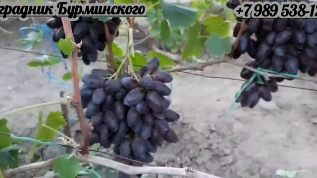 ГФ. Винограда СЛАВА и НОВИНКА ГФ. ФАНТОМ (на прививке). (Калугин В.М.). смотреть онлайн