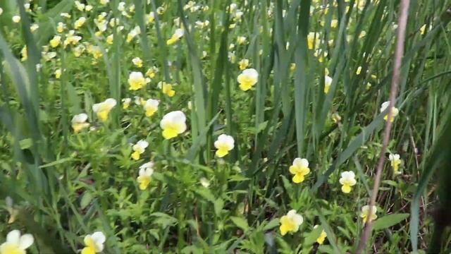 Свиные ребра с грибами и картофель по деревенски на гарнир. смотреть онлайн