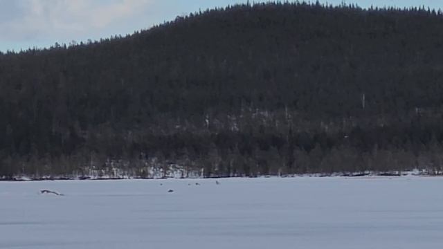 Рыбалка на Кольском полуострове. Озеро Имандра. Река Пиренга смотреть онлайн