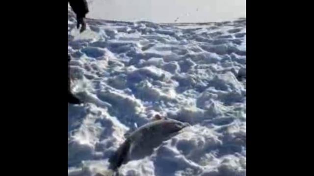 ОООчень большая щука!!!18.01.2017 Амангельды Тургай смотреть онлайн