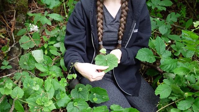 Piggy-back Plant (Tolmiea Menziesii)