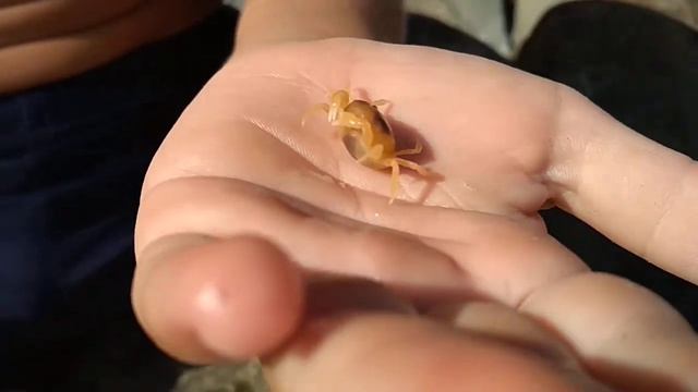 Мелкие крабики живущие в мидиях КРАБ ГОРОШИНА смотреть онлайн