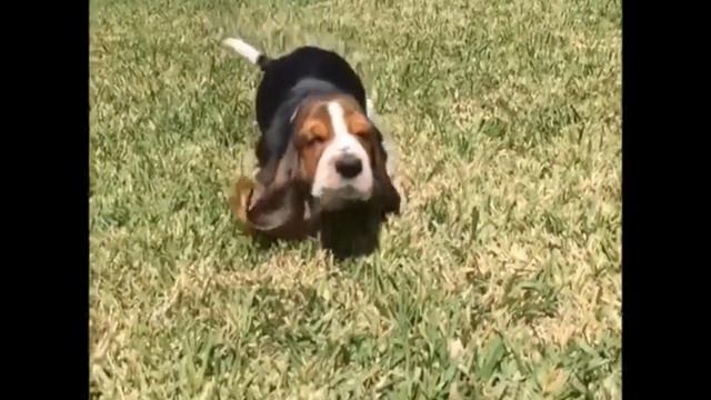 Basset Hound смотреть онлайн