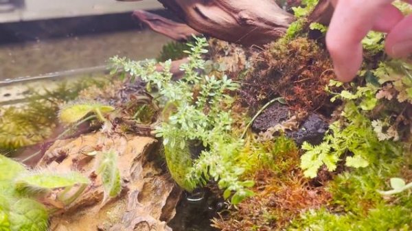 UN 60cm Rimless Paludarium Tissue Cultures, Plants & Bromeliad growth update