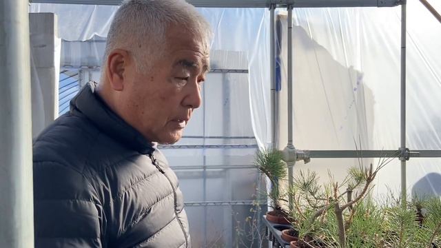 そのグズ黒松盆栽にあってる④やじま園That Guz Kuromatsu Bonsai④@tane.bonsai смотреть онлайн