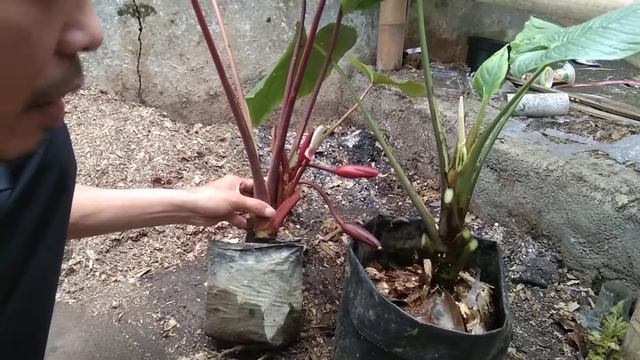 Kawin Silang Homalomena Rubescen