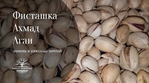 Фисташка Ахмад Агаи семена для проращивания Россия | Small Gardens