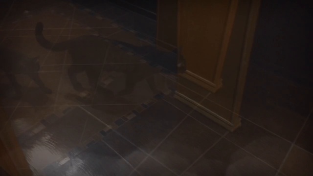 Сервал и котёнок Чаузи F1 Black. Питомник SoulCats. смотреть онлайн