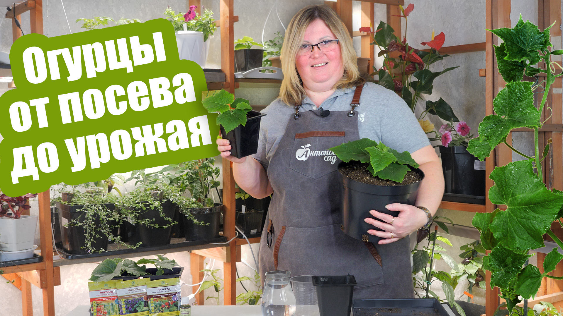 Огуречная шпаргалка: от посева до сбора урожая! Пошаговая иструкция по выращиванию смотреть онлайн