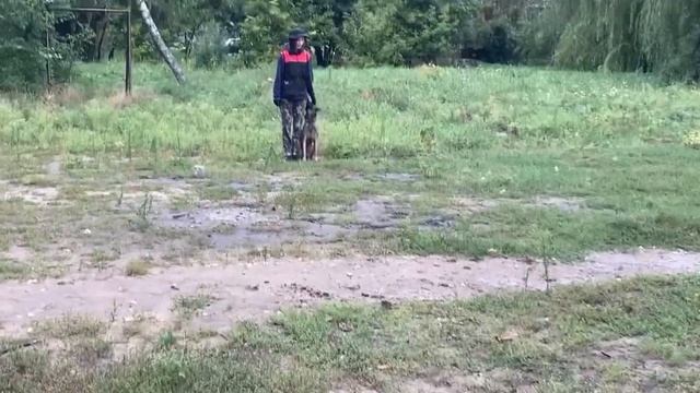 Obidience training with Belgian shepherd malinois| послушание бельгийская овчарка малинуа смотреть онлайн